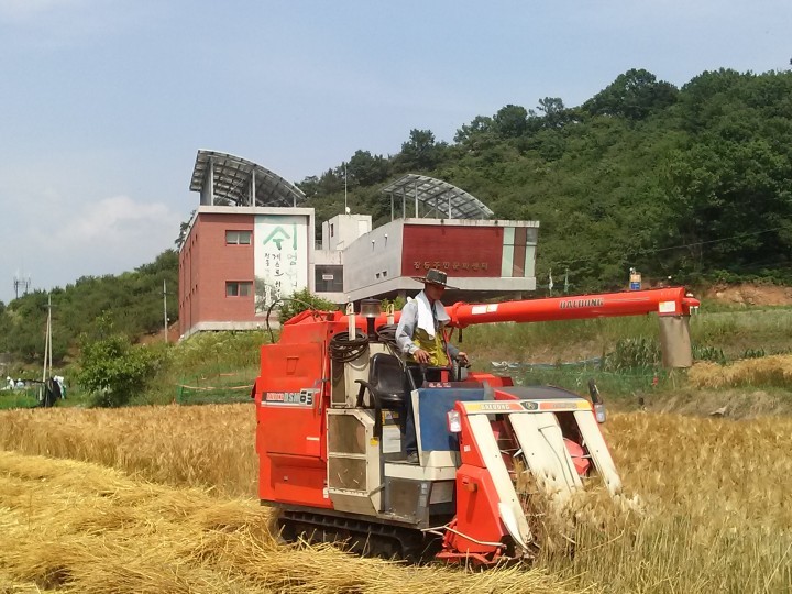 대전 대덕구 장동, 경관농업단지 보리 수확
