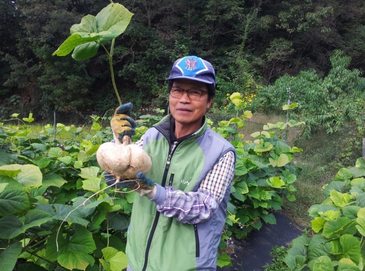 김천시 얌빈(일명 멕시코 감자) 본격 재배시작