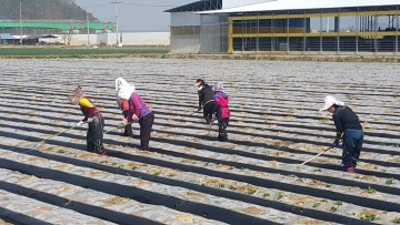 구미시농업기술센터 봄철 감자밭 관리요령  적기 비닐 뚫어주기 및 배수구 정비