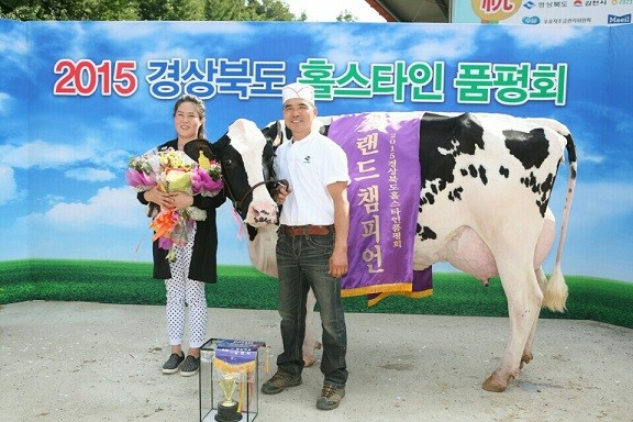 영천 젖소(홀스타인) 최고 인증!