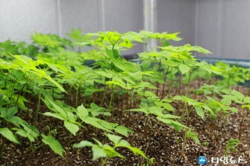 예천군  온실 무농약 인삼 수출 길